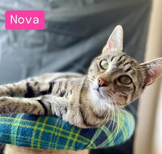 Photo of Nova