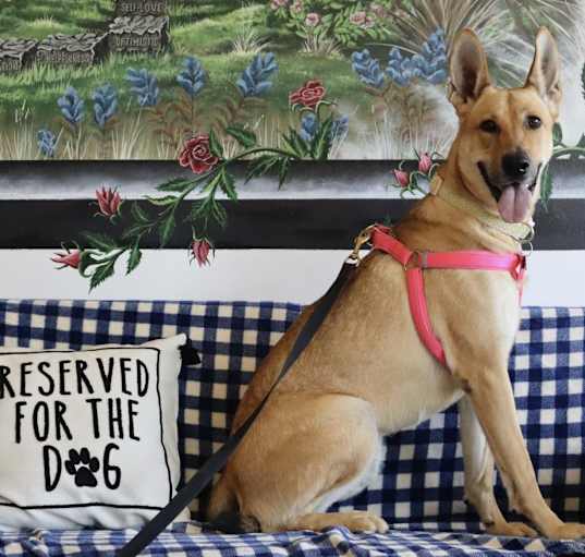 Photo of MISTY-Paws Behind Bars Trained