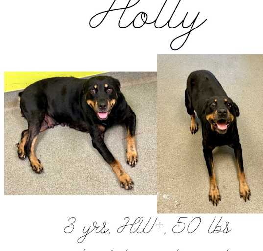 Photo of Holly