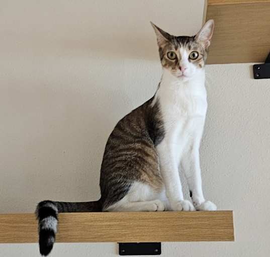 Photo of Shiloh