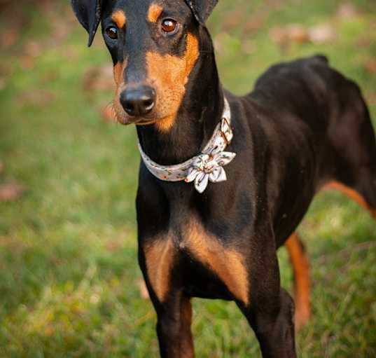 Photo of Mija