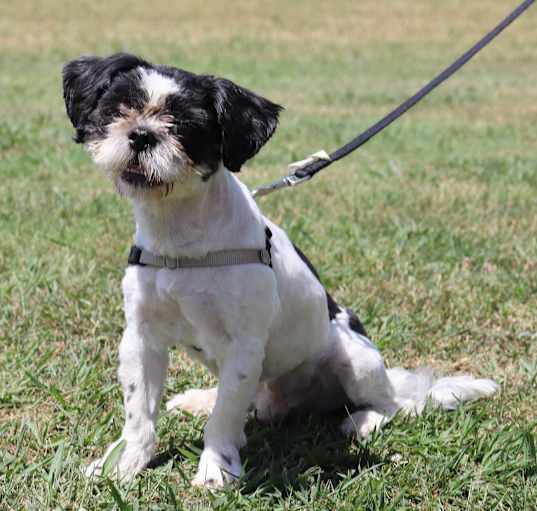 Photo of Oreo Cookie