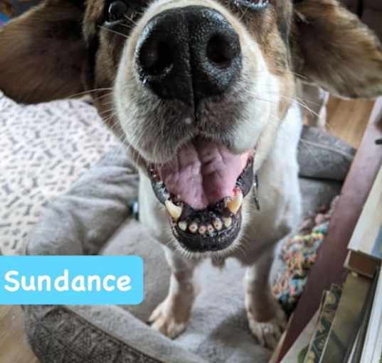 Photo of Sundance