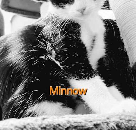 Photo of Minnow