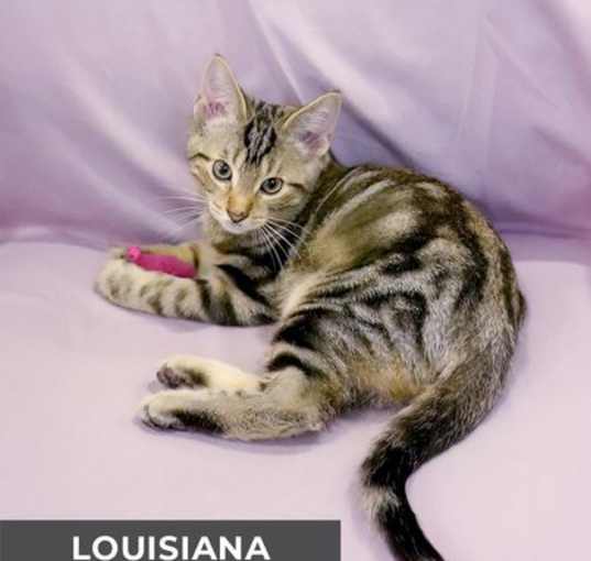 Photo of Louisiana