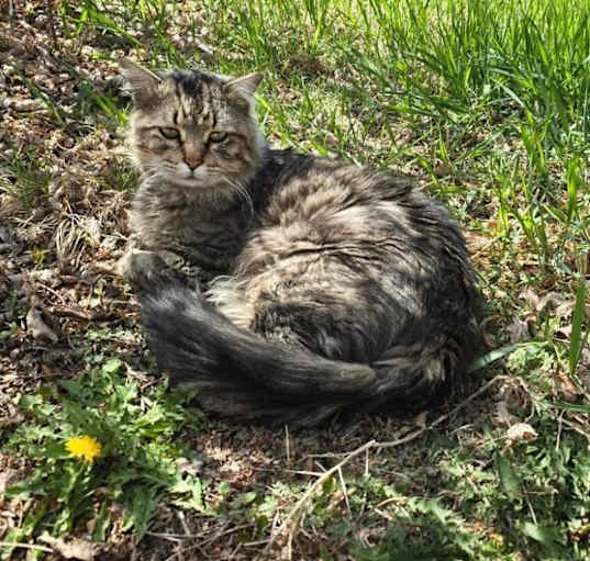 Photo of Lovie - Maine Coon sweetheart