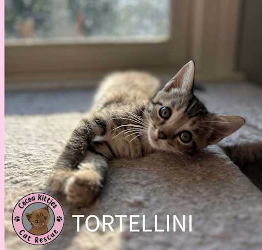 Photo of Tortellini