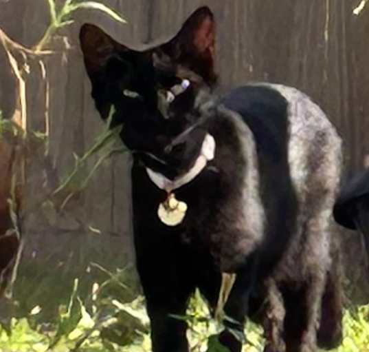Photo of Mavrick