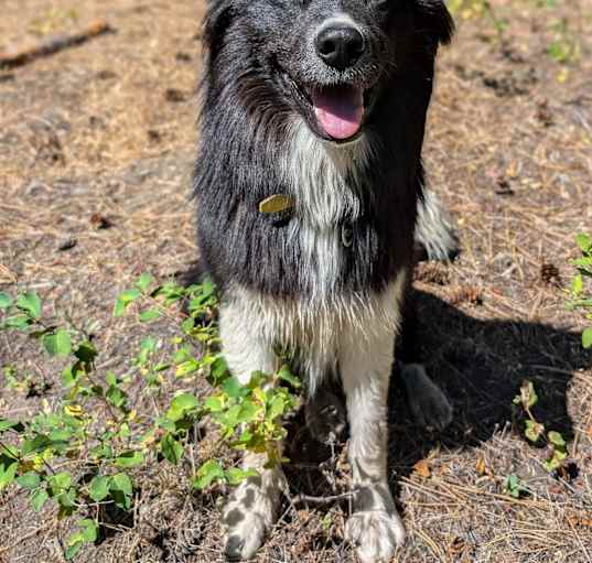 Photo of Rocky