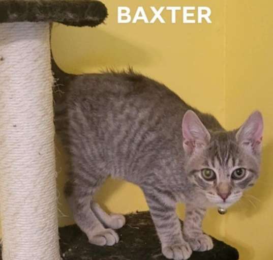 Photo of Baxter