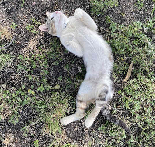 Photo of Daddy Cat
