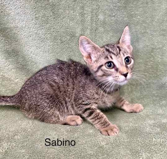 Photo of Sabino