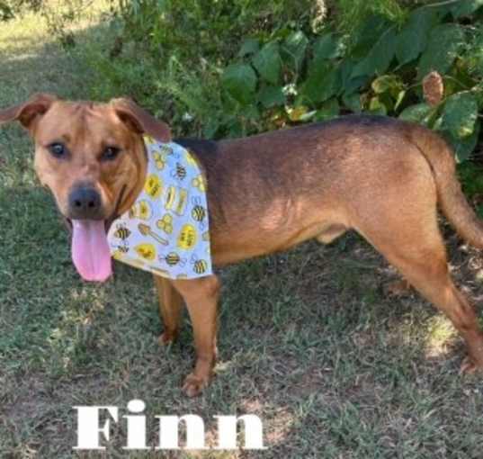 Photo of Finn 121090