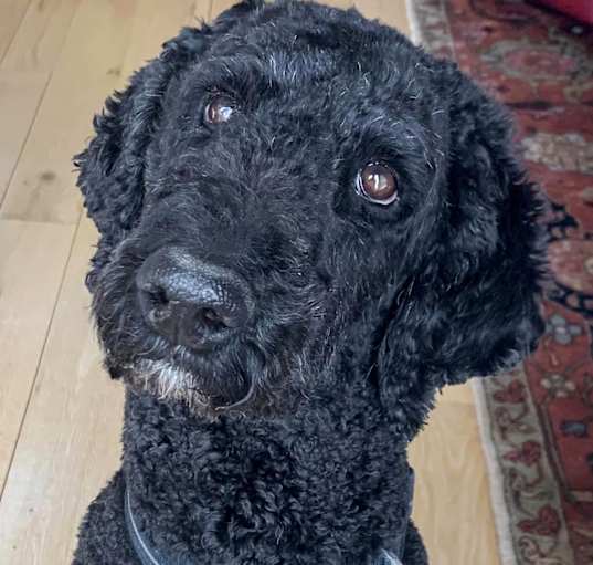 Photo of Lillah - Standard Poodle