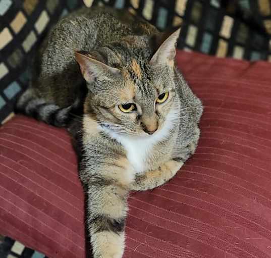 Photo of Khaleesi