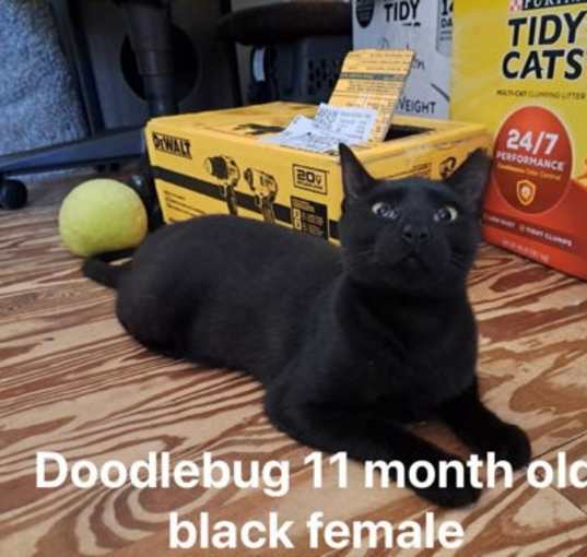 Photo of Doodlebug