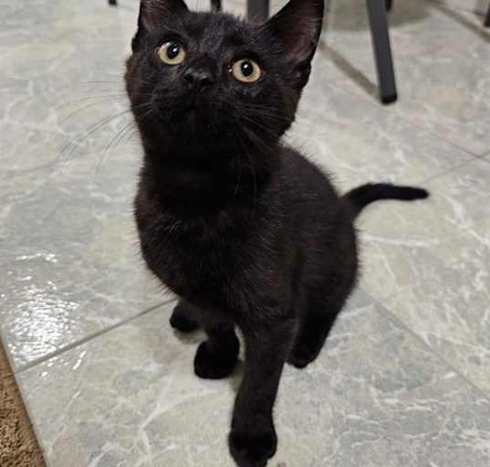 Photo of T' Challa