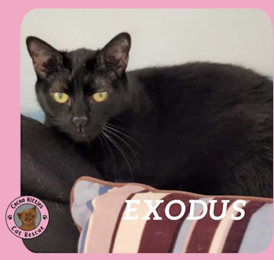 Photo of Exodus