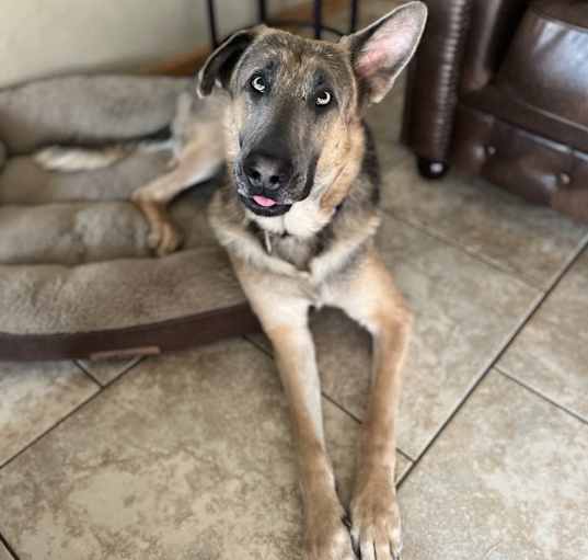 Photo of Chief