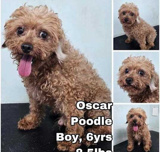 Photo of Oscar from Korea