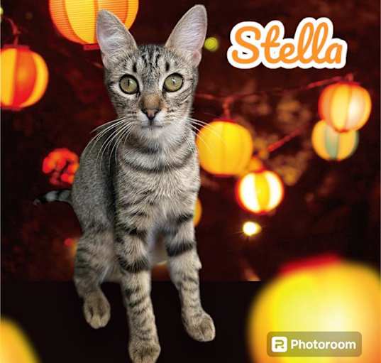 Photo of *STELLA