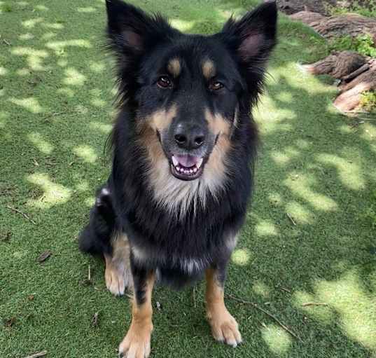 Photo of 24-003 Biscuit