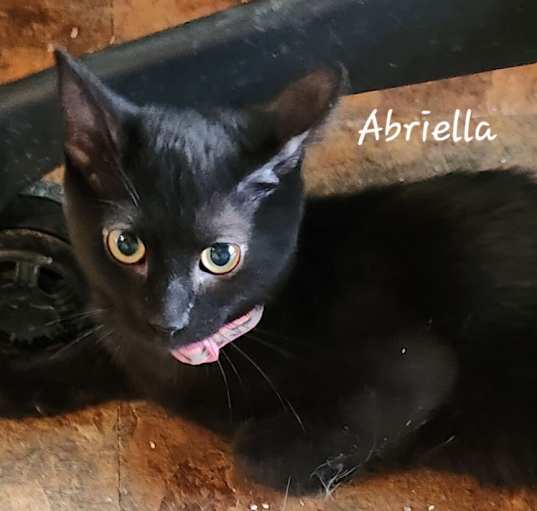 Photo of Abriella 4164