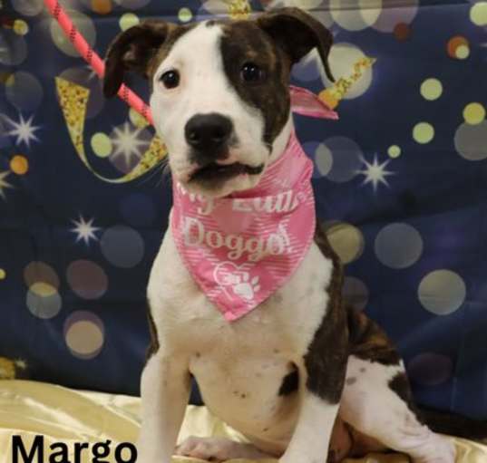 Photo of Adoptable Margo