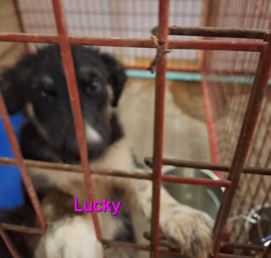 Photo of Lucky