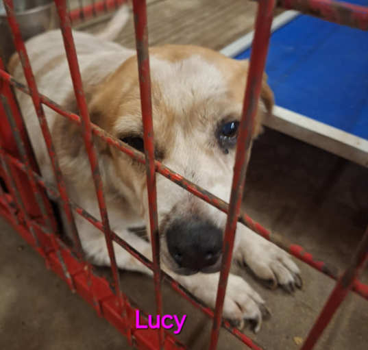 Photo of Lucy