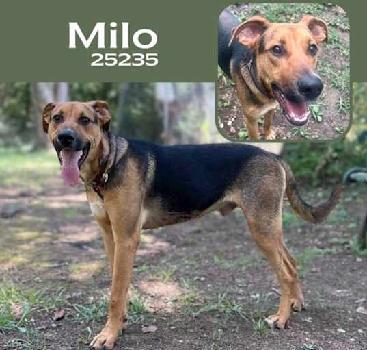 Photo of Milo