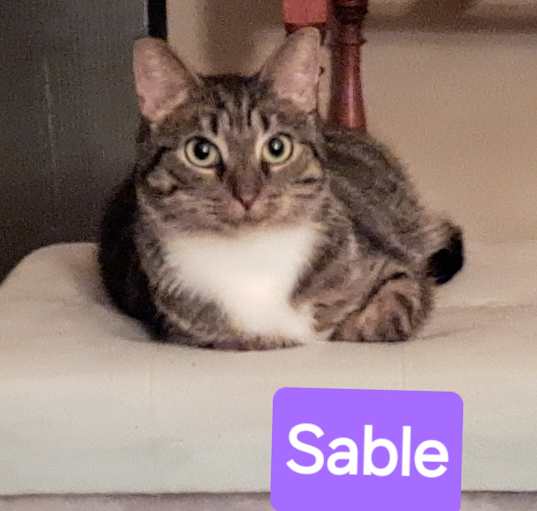 Photo of Sable