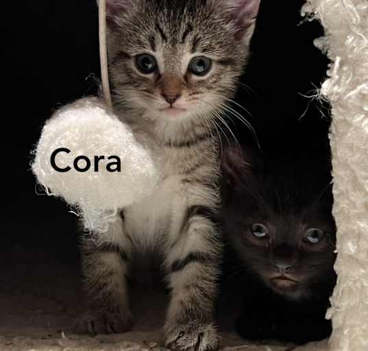 Photo of Cora *2 for 1 adoption fee*