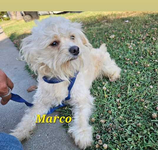 Photo of Marco