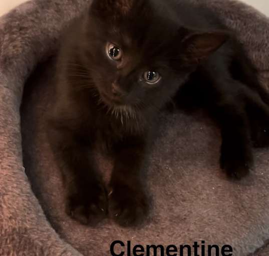 Photo of Clementine *2 for 1 adoption*