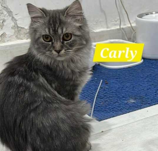 Photo of Carly