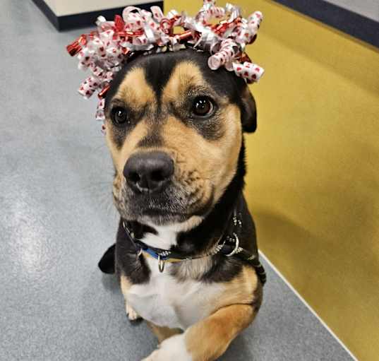 Photo of Trixie
