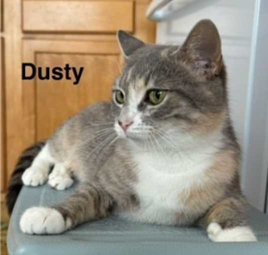 Photo of Dusty