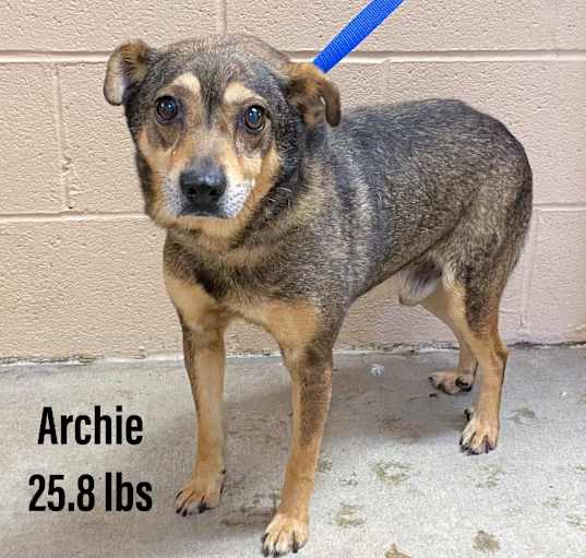 Photo of Archie