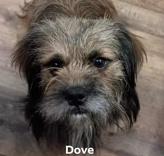 Photo of Dove