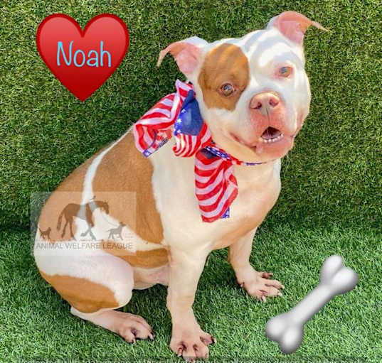 Photo of NOAH