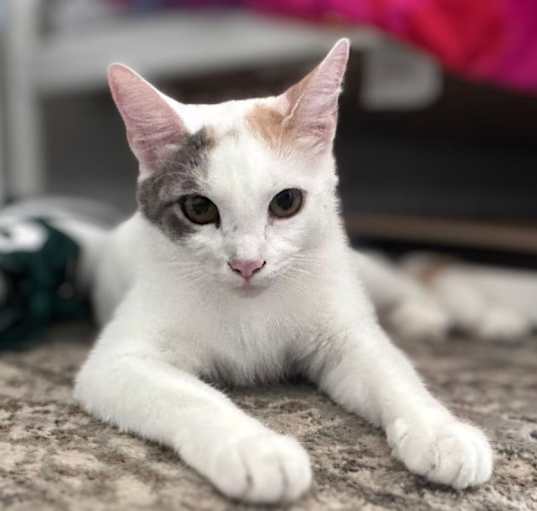 Photo of BELLA