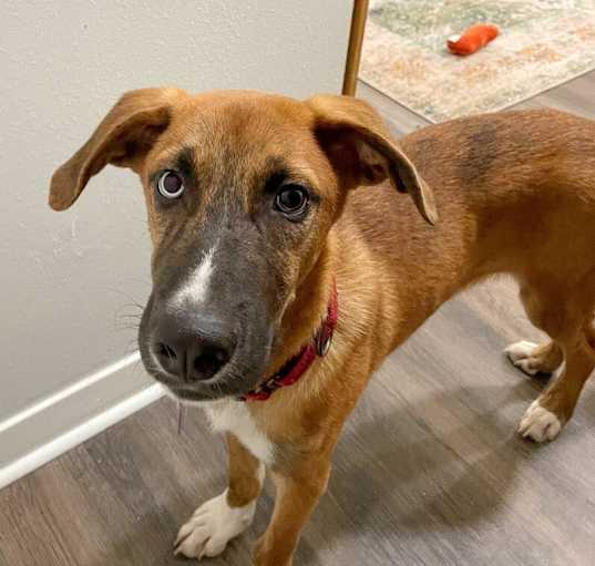 Photo of Tito the Handsome One Blue Eyed Lovebug