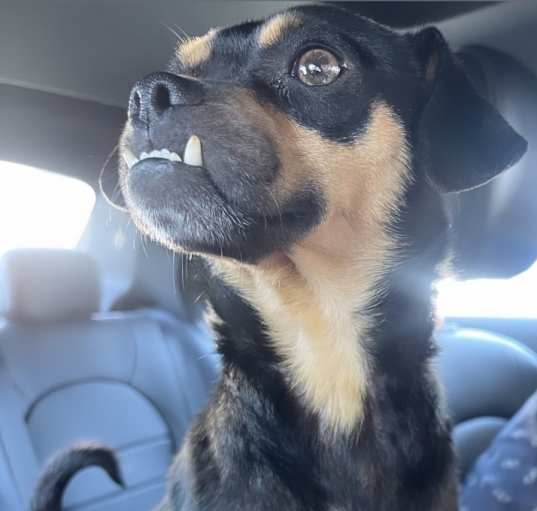 Photo of Max