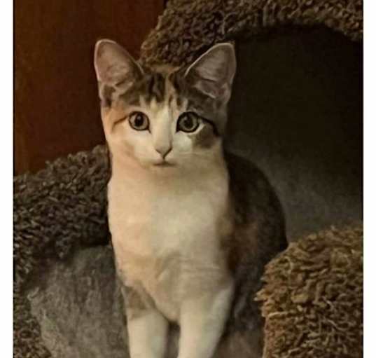 Photo of Dolly