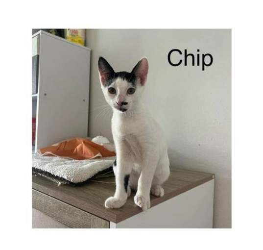 Photo of Chip