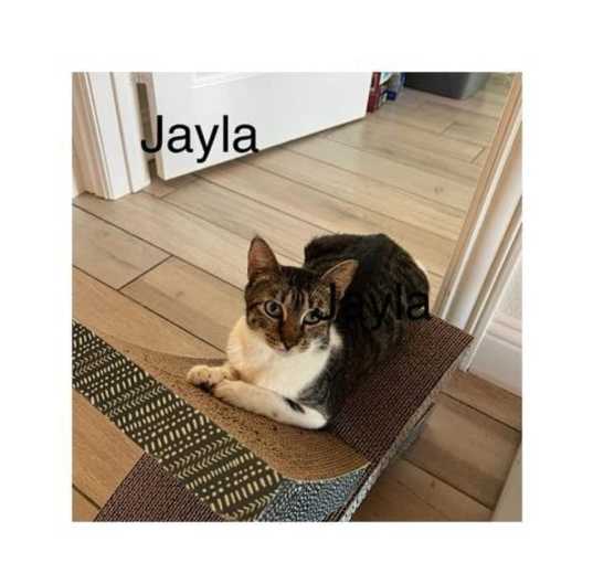 Photo of Jayla