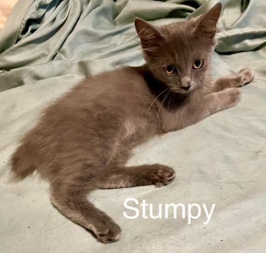 Photo of Stumpy