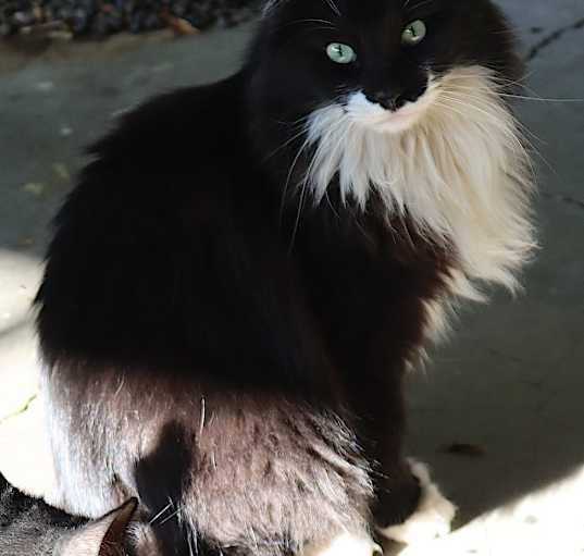 Photo of Tux