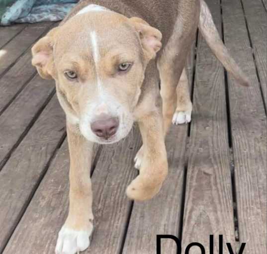 Photo of Dolly